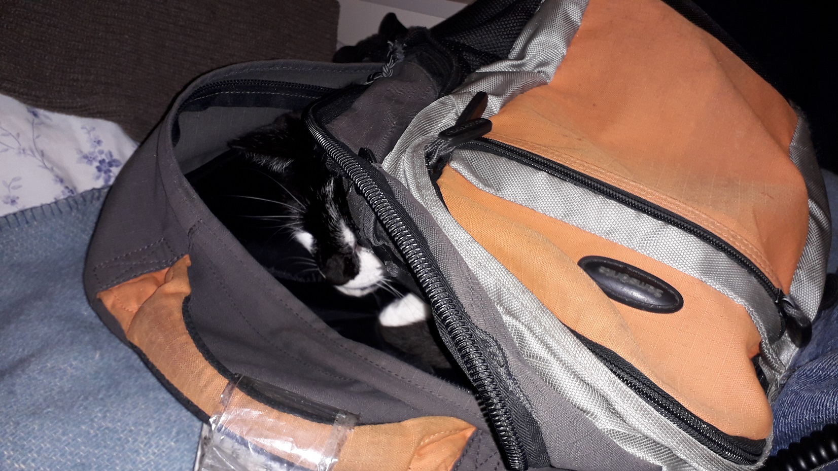 flash photo of a grey and orange backpack laying on a bed, main compartment open, can just see the head and front paws of a black-and-white cat inside