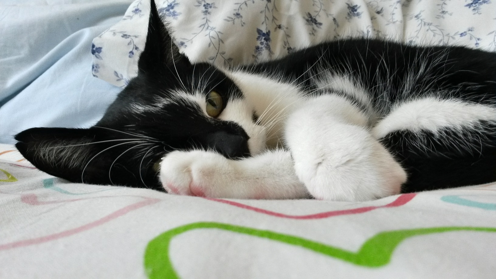 low angle photo of black-and-white cat curled up on a bed, eyes open, front paw holding on to back paw, back paw in front of face