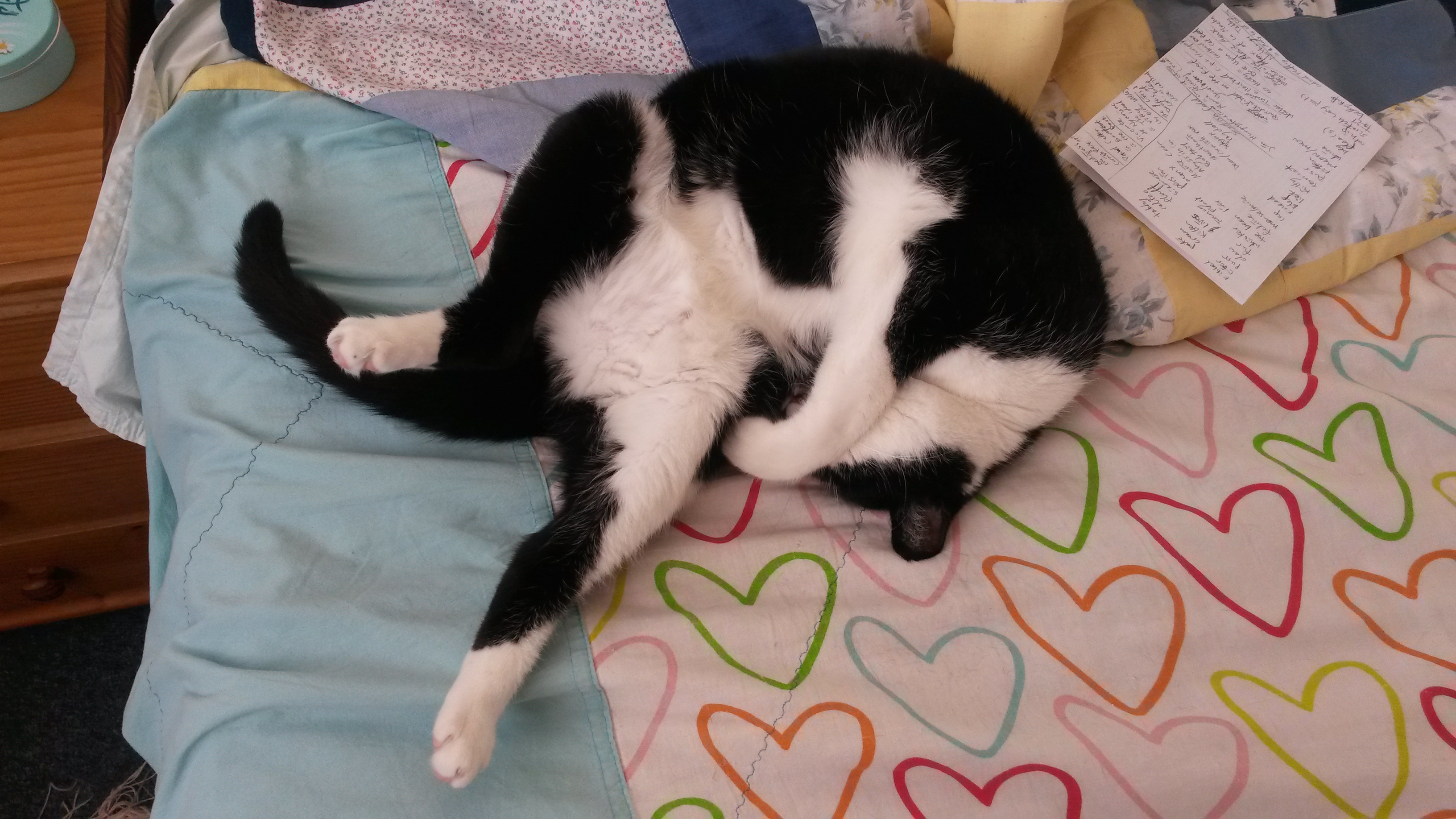 photo of a black-and-white cat lying on a bed, contorted into a truly absurd position, I truly don't know how to even begin describing it